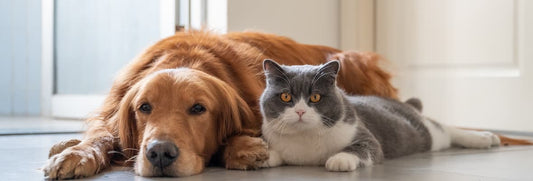 The Best Flooring for Pet Owners
